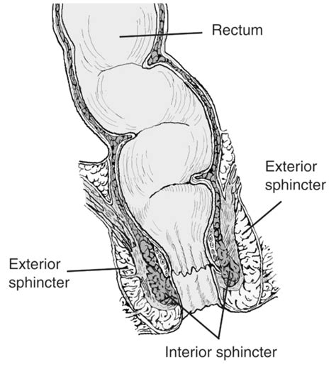 black male anus|Rectum: Function, Anatomy, Length & Location .